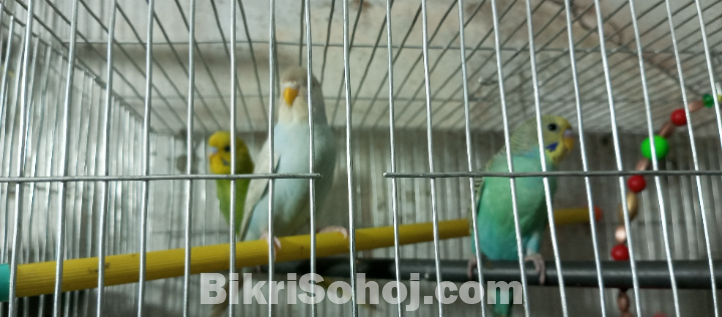 বাজারিগার
